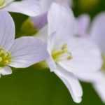 Cardamine: to plant, to grow