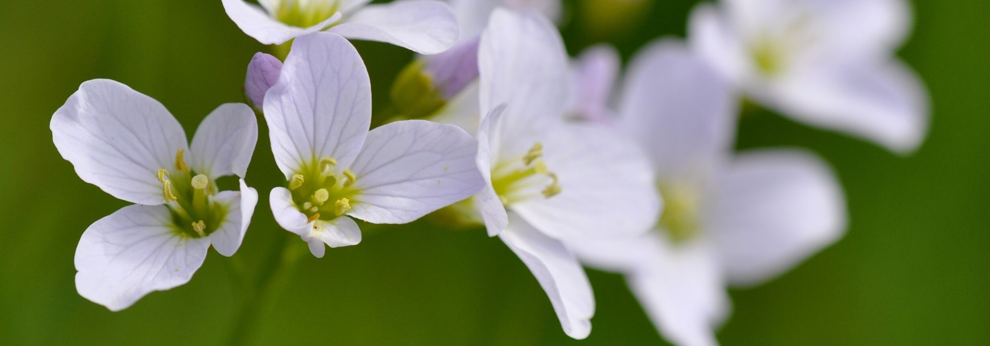 Cardamine: to plant, to grow