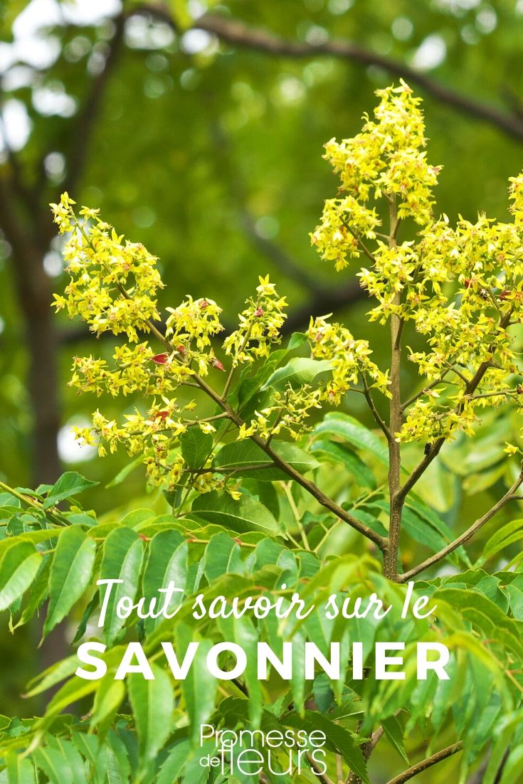Soap Tree: Everything You Need to Know Koelreuteria paniculata: Everything You Need to Know
Koelreuteria paniculata, commonly known as the Golden Rain Tree, is a captivating ornamental tree that brings a spectacular display of yellow flowers and distinctive lantern-like seed pods. Originating from East Asia, this tree has gained popularity in British and Irish gardens due to its adaptability and decorative qualities.
### Characteristics and Growth
Koelreuteria paniculata typically reaches a height of 6 to 8 metres and spreads around 4 to 6 metres. It is renowned for its broad, dome-shaped canopy and its moderately fast growth rate. This tree thrives in full sun and can adapt to a variety of soil types, though it prefers well-drained conditions.
### Seasonal Interest
One of the most striking features of the Golden Rain Tree is its seasonal transformations. In early summer, it produces panicles of bright yellow flowers that are highly attractive to bees and other pollinators. Following the flowering period, the tree bears fruit in the form of papery, lantern-shaped pods that change from green to a warm, golden-brown in autumn, adding further interest.
### Planting and Care
When planting Koelreuteria paniculata, choose a location that receives ample sunlight. It's important to ensure the soil is well-draining to prevent root diseases. Although drought-tolerant once established, regular watering during dry spells will promote healthier growth. Pruning should be done in the dormant season to maintain its shape and remove any damaged or diseased branches.
### Uses in Landscaping
Due to its size and ornamental features, the Golden Rain Tree is an excellent choice for residential gardens and public landscapes. It can be used as a standalone specimen or in groups for larger areas. Its ability to provide shade and its environmental tolerance makes it a practical and aesthetic addition to urban settings.
### Potential Challenges
While Koelreuteria paniculata is generally low-maintenance, it can be susceptible to pests such as aphids and diseases like powdery mildew. Regular monitoring and appropriate treatments can manage these issues effectively.
In conclusion, Koelreuteria paniculata is a versatile and striking tree that can enhance the beauty and biodiversity of your garden. With proper care and placement, it can provide year-round interest and become a cherished part of your landscape.