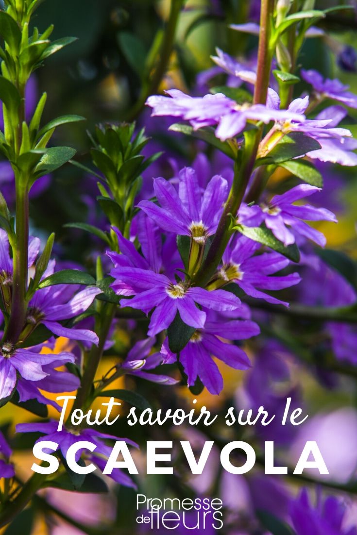 Scaevola: Everything You Need to Know
Scaevola, commonly known as fan flower, is a charming and resilient addition to any garden. This plant is celebrated for its unique fan-shaped flowers and its ability to thrive in tough conditions. Whether you're looking to add a splash of colour to your garden beds or searching for a reliable groundcover, Scaevola is an excellent choice.
### Characteristics of Scaevola
**Botanical Name:** Scaevola aemula
Scaevola plants are native to Australia and are particularly noted for their durability and low maintenance requirements. They can grow to a height of about 50 cm and spread outwards, making them perfect for filling up spaces and creating a lush look.
### Ideal Growing Conditions
Scaevola prefers well-drained soil and can flourish in full sun to partial shade. It's a drought-tolerant plant, once established, and can handle coastal conditions very well, making it ideal for seaside gardens.
### Planting and Care
- **Planting:** Plant Scaevola in the spring after the risk of frost has passed. Space them about 20-30 cm apart to allow for spreading.
- **Watering:** Water regularly after planting until they are established. Once settled, they are quite drought-resistant.
- **Feeding:** A light application of a balanced, slow-release fertilizer at the beginning of the growing season can promote healthier growth and flowering.
- **Pruning:** Regular pruning is not necessary, but deadheading the spent flowers can encourage more blooms.
### Uses in the Garden
Scaevola is incredibly versatile. It can be used as a groundcover, in hanging baskets, or as part of a container garden. Its cascading nature makes it particularly attractive spilling over the edges of containers or along the front of garden borders.
### Common Varieties
- **Scaevola 'Blue Fan'**: Known for its vibrant blue flowers.
- **Scaevola 'White Blessing'**: Offers pristine white blooms.
- **Scaevola 'Pink Fling'**: Features delicate pink flowers.
### Potential Issues
Generally, Scaevola is quite hardy and not prone to many diseases. However, keep an eye out for common pests such as aphids and whiteflies, especially when grown in containers.
In conclusion, Scaevola is a low-maintenance, high-impact plant that can bring enduring beauty to your garden. Its unique flowers and robust nature make it a favourite among gardeners looking for reliable and attractive plants. Whether in a coastal setting or a suburban backyard, Scaevola is sure to impress. Everything You Need to Know About the Fan Flower