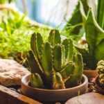 How to water a cactus?