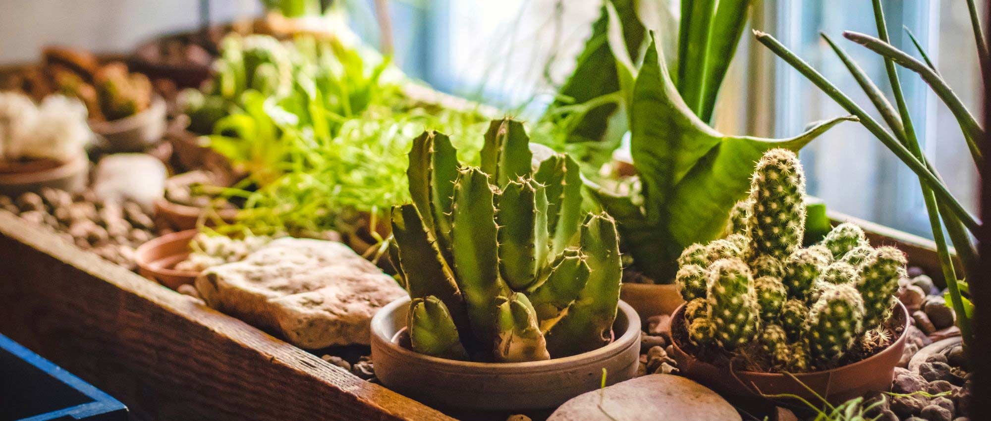 How to water a cactus?