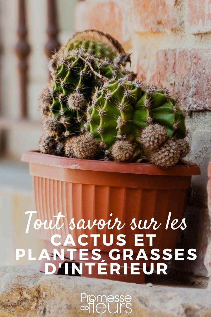 Indoor Cacti and Succulents: Everything You Need to Know Indoor Cacti and Succulents