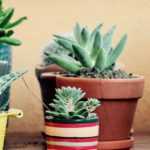 Cacti and indoor succulents: how to grow and care for them