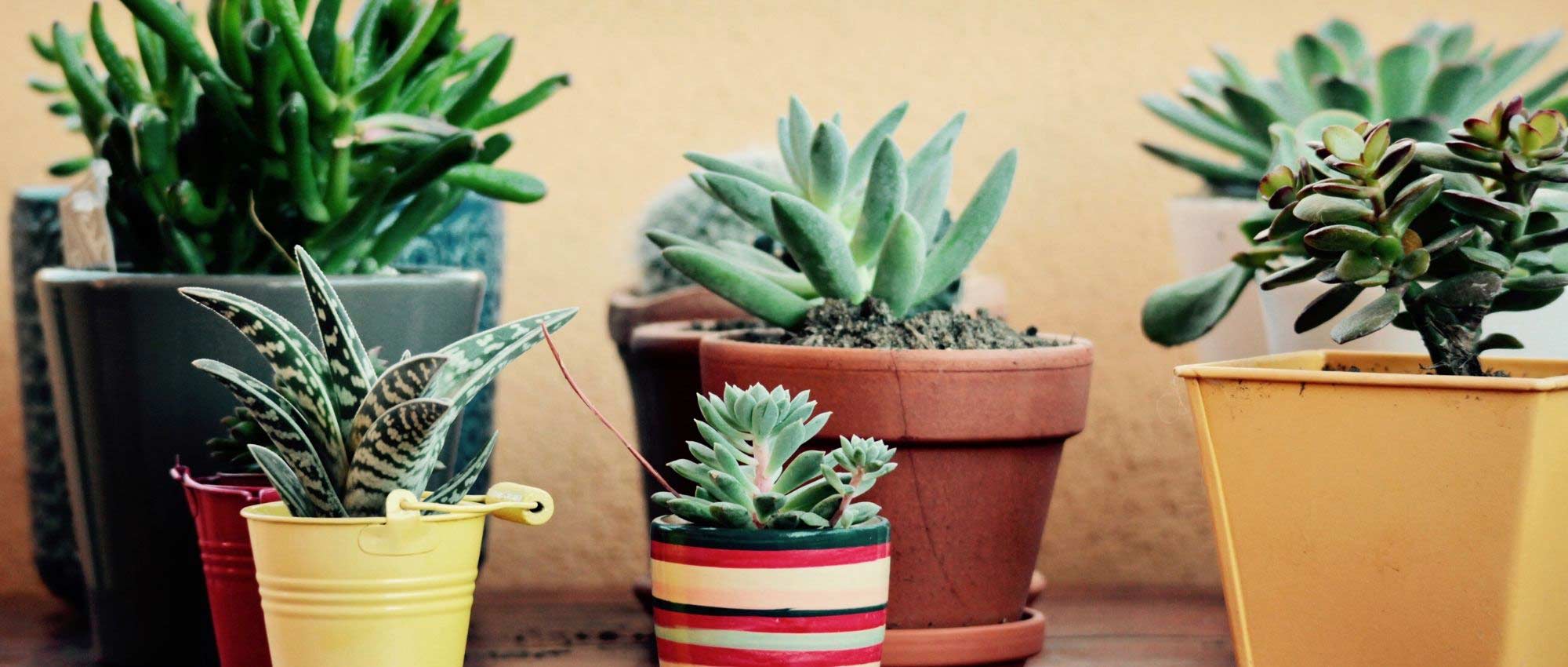 Cacti and indoor succulents: how to grow and care for them