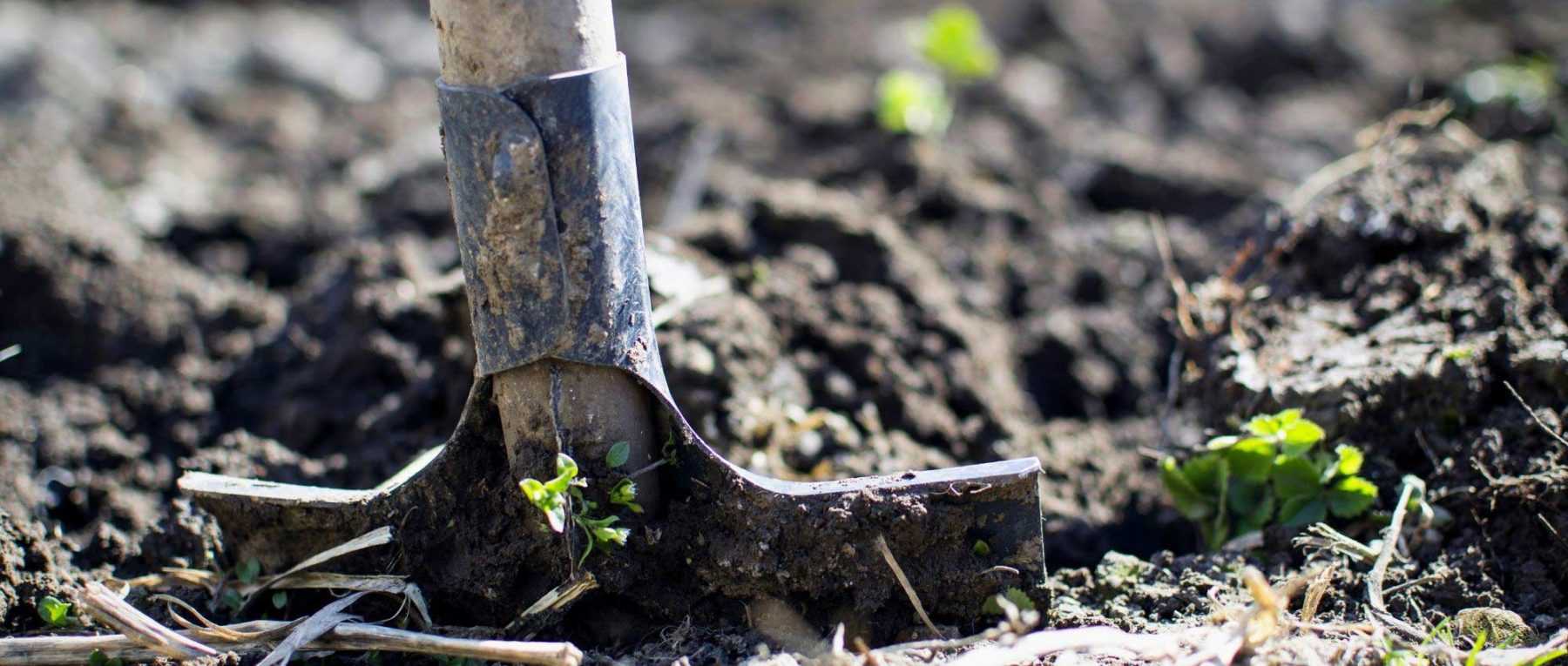 Fertiliser or soil amendment: what's the difference?