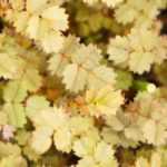 Acaena, also known as the New Zealand burr, is a charming plant that can add texture and interest to your garden. Here’s how to plant and grow it successfully.

### Planting Acaena

1. **Location**: Choose a sunny to partially shaded spot in your garden. Acaena thrives in well-drained soil.
2. **Soil Preparation**: Ensure the soil is rich in organic matter. You can mix in compost to improve soil quality.
3. **Spacing**: Space the young plants about 30 cm apart to allow for their spreading habit.
4. **Planting**: Dig a hole slightly larger than the root ball of the plant. Place the plant in the hole, backfill with soil, and water thoroughly.

### Growing Acaena

1. **Watering**: Keep the soil consistently moist, especially during dry spells. However, avoid waterlogging.
2. **Fertilising**: Apply a balanced fertiliser in spring to promote healthy growth.
3. **Pruning**: Trim back any dead or damaged foliage to encourage new growth.
4. **Pests and Diseases**: Watch for common pests like aphids. Treat infestations promptly with appropriate measures.

With the right care, Acaena can be a delightful addition to your garden, providing ground cover and unique foliage throughout the growing season.