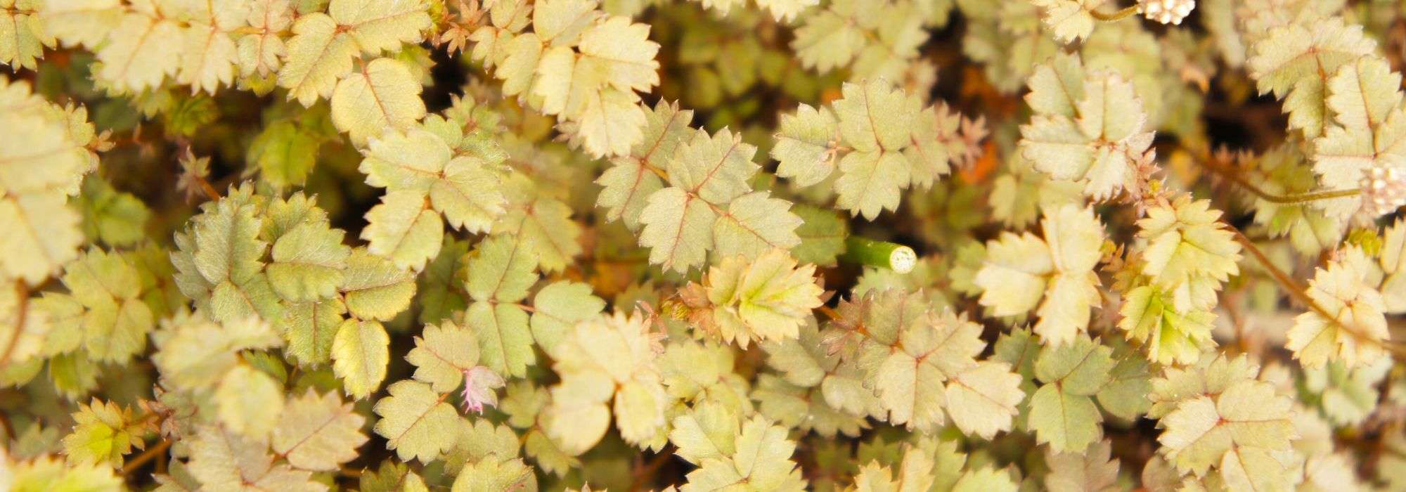 Acaena, also known as the New Zealand burr, is a charming plant that can add texture and interest to your garden. Here’s how to plant and grow it successfully.
### Planting Acaena
1. **Location**: Choose a sunny to partially shaded spot in your garden. Acaena thrives in well-drained soil.
2. **Soil Preparation**: Ensure the soil is rich in organic matter. You can mix in compost to improve soil quality.
3. **Spacing**: Space the young plants about 30 cm apart to allow for their spreading habit.
4. **Planting**: Dig a hole slightly larger than the root ball of the plant. Place the plant in the hole, backfill with soil, and water thoroughly.
### Growing Acaena
1. **Watering**: Keep the soil consistently moist, especially during dry spells. However, avoid waterlogging.
2. **Fertilising**: Apply a balanced fertiliser in spring to promote healthy growth.
3. **Pruning**: Trim back any dead or damaged foliage to encourage new growth.
4. **Pests and Diseases**: Watch for common pests like aphids. Treat infestations promptly with appropriate measures.
With the right care, Acaena can be a delightful addition to your garden, providing ground cover and unique foliage throughout the growing season.