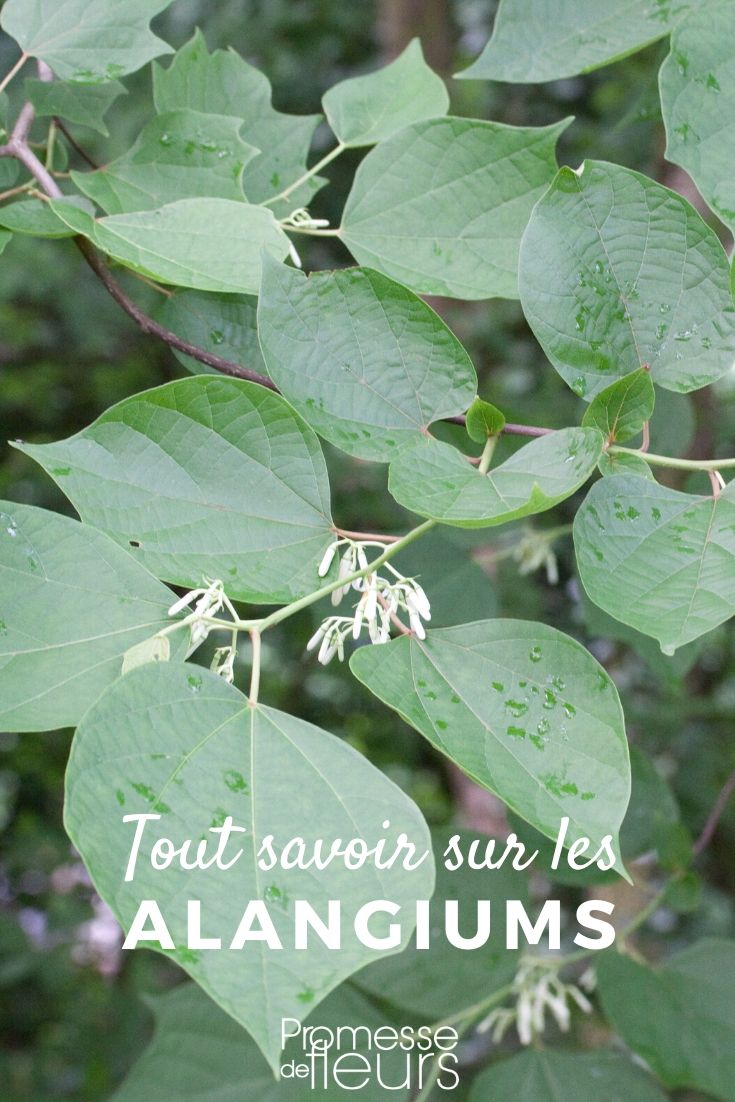 Alangium: Everything You Need to Know
The Alangium genus, often overlooked in ornamental gardening, offers a unique charm with its diverse species ranging from shrubs to small trees. In this article, we delve into the essential aspects of Alangium, covering its characteristics, planting guidelines, and care tips to help you successfully integrate these plants into your garden.
### Characteristics of Alangium
Alangium species are known for their attractive foliage and the subtle beauty of their flowers. Most species produce small, star-shaped flowers that can be a delightful addition to any garden. The leaves of Alangium are typically simple, and the shape can vary significantly from one species to another, adding to their ornamental value.
### Planting Alangium
When planting Alangium, choosing the right location is crucial. These plants generally prefer a spot with full sun to partial shade. Well-drained soil is essential to prevent root rot and other moisture-related issues. It's advisable to plant Alangium during the cooler parts of the year, either in autumn or early spring, which allows the plant to establish itself before the more extreme temperatures of summer or winter.
### Caring for Alangium
Caring for Alangium is relatively straightforward. These plants are quite resilient once established and require minimal maintenance. Watering should be done moderately—Alangium does not tolerate overwatering well. During the growing season, you can support their growth with a balanced, slow-release fertilizer, which will help promote flowering and lush foliage.
Pruning is not typically necessary but can be done to maintain a desired shape or to remove any dead or damaged branches. This is best carried out in late winter or early spring before new growth begins.
### Common Issues
Alangium plants are generally robust but can occasionally suffer from pests like aphids and diseases such as leaf spot. Regular monitoring and early intervention can prevent these issues from becoming severe. Natural or organic pest control methods are often sufficient to manage minor infestations.
### Conclusion
Alangium can be a wonderful addition to your garden, offering year-round interest with its foliage and flowers. With the right care and placement, these plants can thrive and bring a touch of uniqueness to your plant collection. Whether you are a seasoned gardener or a beginner, Alangium is certainly worth considering for its beauty and ease of care. Alangium: Everything You Need to Know