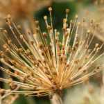 How to dry <em>Allium</em> flowers?