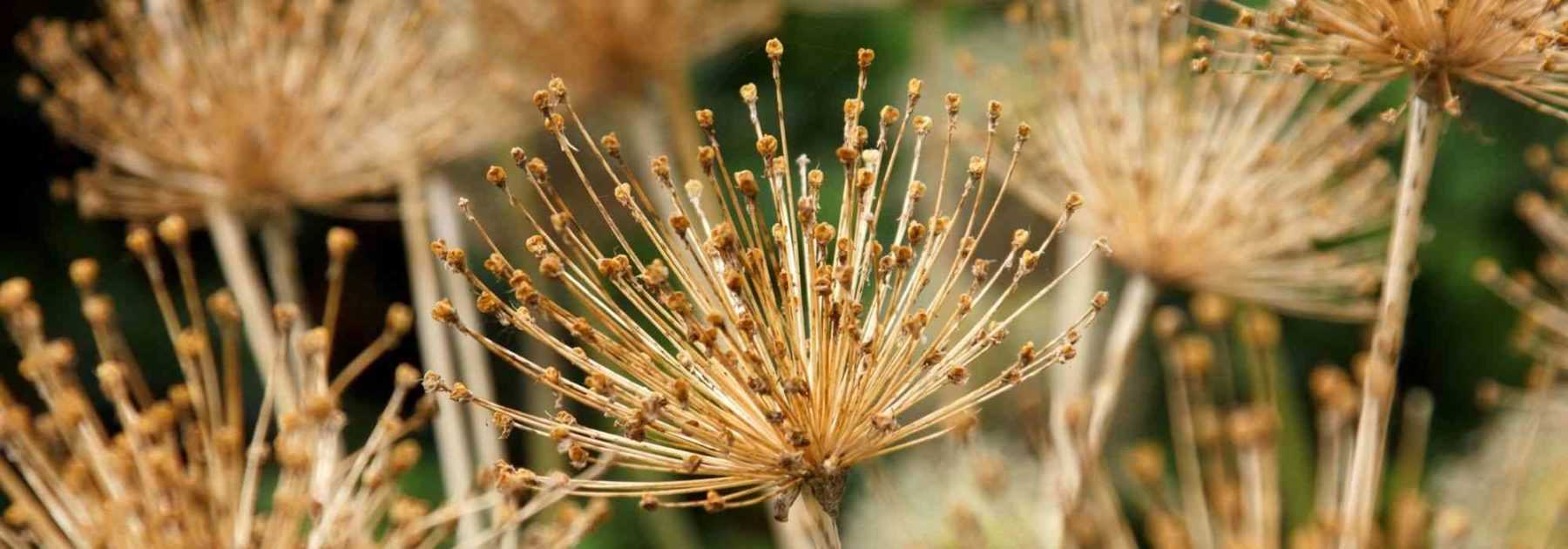 How to dry <em>Allium</em> flowers?