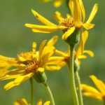 Arnica: cultivation, sowing, benefits