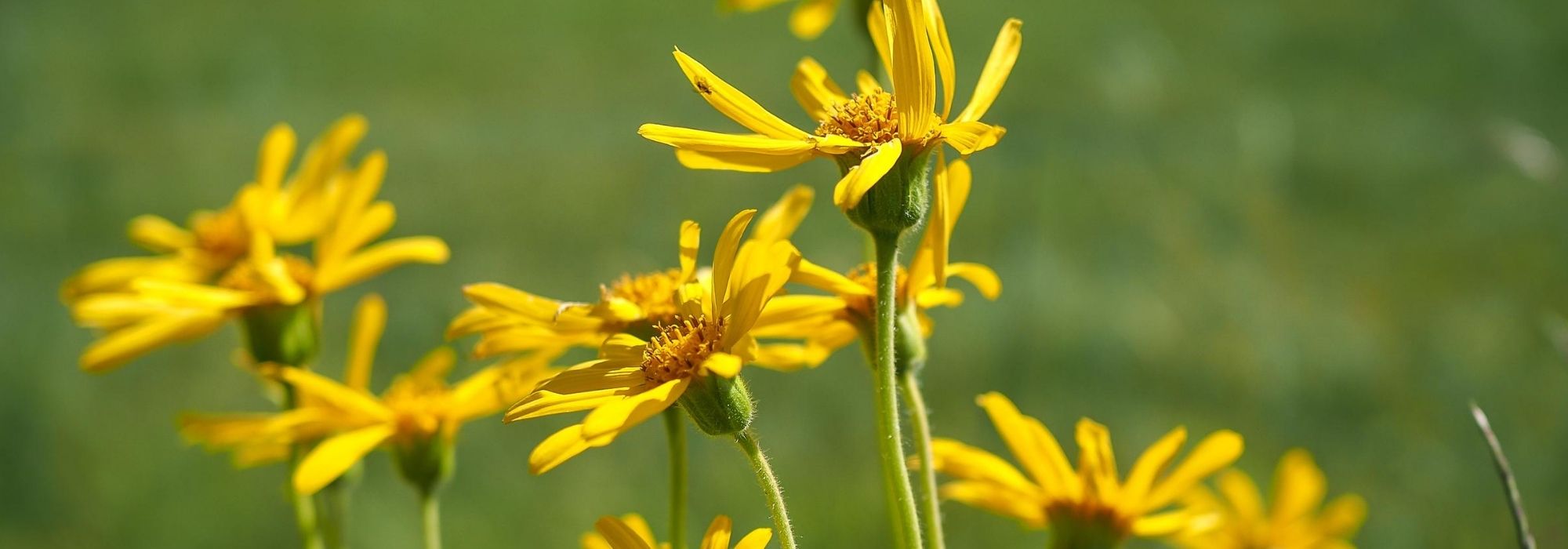 Arnica: cultivation, sowing, benefits