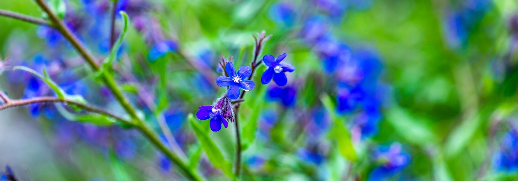 Bugloss, Anchusa: planting, growing
