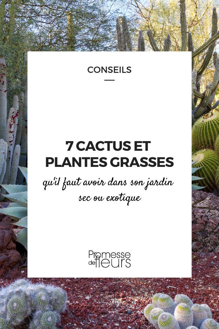 7 Essential Cacti and Succulents 7 Essential Cacti and Succulents