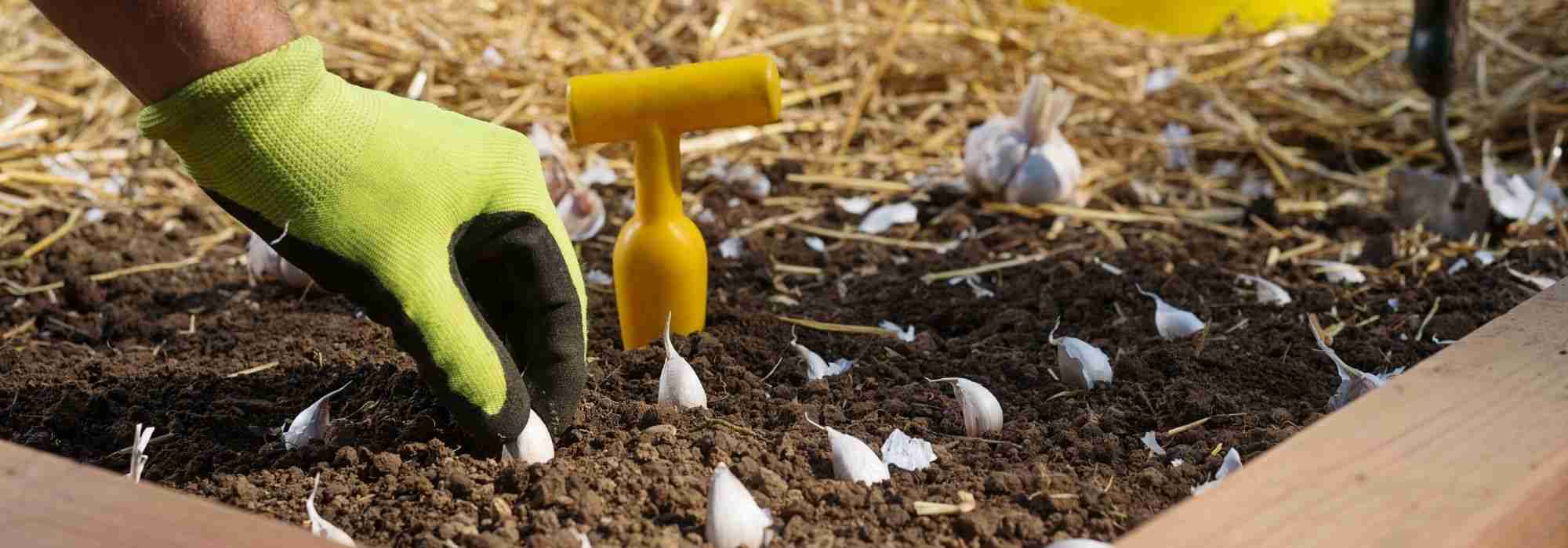 Vegetable garden calendar - February