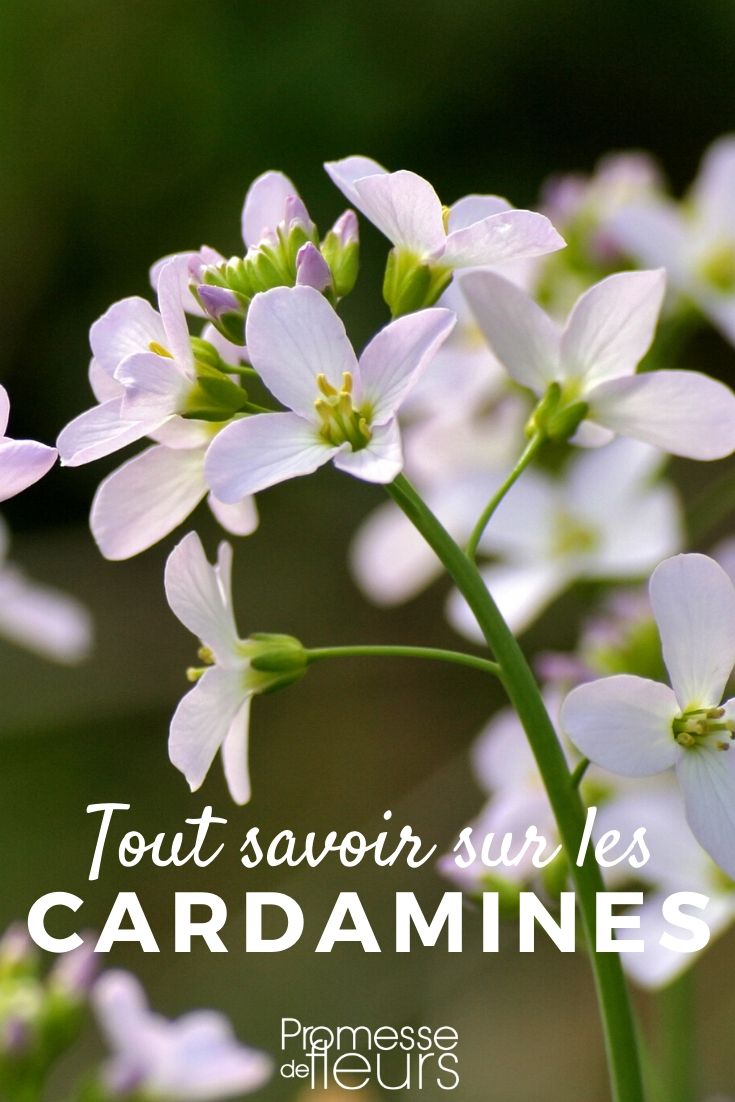 Cardamine: Everything You Need to Know
The Cardamine, commonly known in English as "bittercress," is a delightful addition to any garden due to its delicate appearance and the unexpected splash of colour it offers. This genus, part of the Brassicaceae family, includes a variety of species, each with unique characteristics that can enhance different garden settings.
### Growing Conditions and Care
Bittercress thrives in moist, well-drained soil and can often be found in cooler, shaded areas, making it an excellent choice for woodland gardens or shaded borders. It prefers a slightly acidic to neutral pH but is quite adaptable if the soil remains moist.
When planting Cardamine, consider its environment carefully. It does well under deciduous trees or along the edges of streams or ponds where it can receive filtered sunlight. Although it is a hardy plant, in hotter climates, it benefits from additional shade to protect it from the midday sun.
### Varieties and Their Uses
There are several notable varieties of Cardamine, such as Cardamine pratensis, commonly known as "cuckooflower" or "lady's smock," which produces beautiful lavender flowers in the spring. This variety is particularly favoured by butterflies and bees, making it an excellent choice for pollinator gardens.
Another popular species, Cardamine quinquefolia, features distinctive compound leaves and is ideal for adding texture and depth to shaded garden spots.
### Propagation and Maintenance
Propagating Cardamine can be done through seed or by dividing clumps in early spring or autumn. The plant tends to spread by rhizomes, so regular division helps to control its growth and also rejuvenates older plants.
Maintenance is minimal, requiring only occasional watering during extremely dry periods and the removal of spent flowers to encourage further blooming.
### Pests and Problems
While generally robust, Cardamine can occasionally suffer from typical garden pests such as aphids. Regular monitoring and natural pest control methods can usually keep any issues to a minimum.
### Conclusion
Whether you are a seasoned gardener or a beginner, incorporating Cardamine into your garden can add a touch of elegance and interest. Its ease of care, coupled with its attractiveness to wildlife, makes it a valuable addition to any garden aiming for a natural aesthetic. Cardamine: Everything You Need to Know
The genus Cardamine, part of the Brassicaceae family, encompasses a variety of plants commonly known as bittercress or cuckoo flower. These plants are appreciated not only for their delicate beauty but also for their ease of cultivation and their use in ornamental gardening.
### Characteristics of Cardamine
Cardamine species are usually herbaceous perennials, although some are annuals. They are known for their rapid growth and sometimes for their invasive nature. The leaves of Cardamine can be basal or stem-attached, often with a compound structure. The flowers, typically small and white or pink, are arranged in simple racemes and can appear from early spring.
### Popular Species and Cultivars
- **Cardamine pratensis**: Often called meadow cress or lady's smock, this species is popular in wildflower gardens. It thrives in moist, grassy habitats and blooms with charming light pink or white flowers.
- **Cardamine hirsuta**: Known as hairy bittercress, this annual or biennial plant is often found in disturbed soils such as garden beds and pathways. It is less ornamental but can be interesting for naturalistic plantings.
### Growing Conditions
Cardamine plants prefer moist, well-drained soil and can grow in both full sun and partial shade, although they generally appreciate some protection from intense midday sun. They are suitable for planting in woodland gardens, alongside streams, or in any shaded garden area where the soil remains damp.
### Propagation
Propagation of Cardamine is typically straightforward, involving either sowing seeds in situ in spring or autumn or by dividing clumps in the spring. Some species can also spread via rhizomes, making them effective ground cover options.
### Uses in the Garden
Cardamine species are excellent for underplanting and adding early spring interest to shaded garden areas. Their ability to thrive in damp, shady conditions makes them invaluable in challenging garden spots where other plants might struggle.
### Conclusion
Whether you are looking to enhance a shaded corner of your garden or create a naturalistic woodland setting, Cardamine offers a range of options with its charming flowers and easy-care nature. Remember to control their spread in smaller gardens, as some species can be quite vigorous.