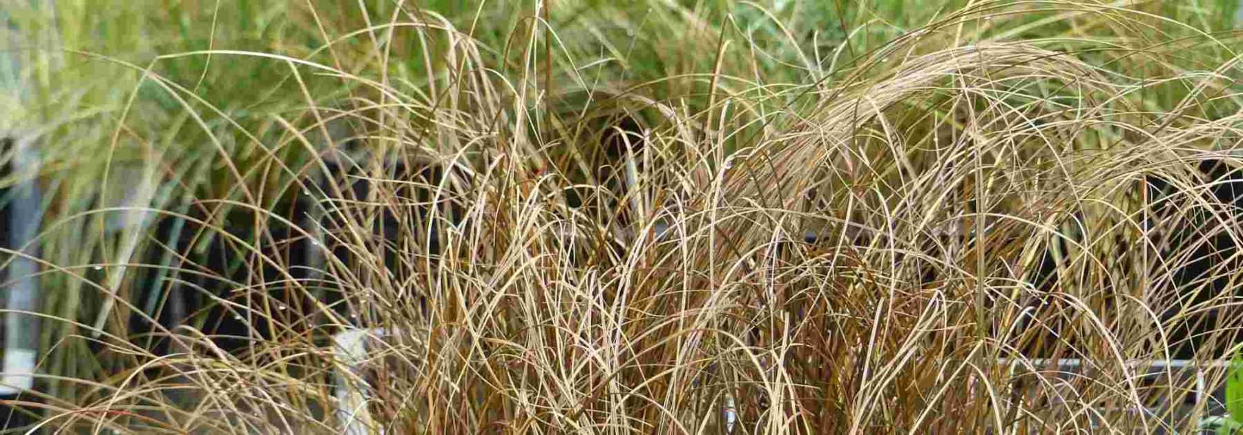 <em>Carex</em> buying guide