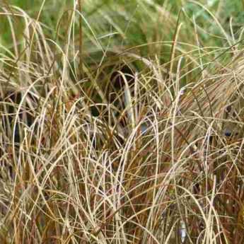 <em>Carex</em> buying guide