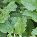 Chenopodium: plant, sow, harvest