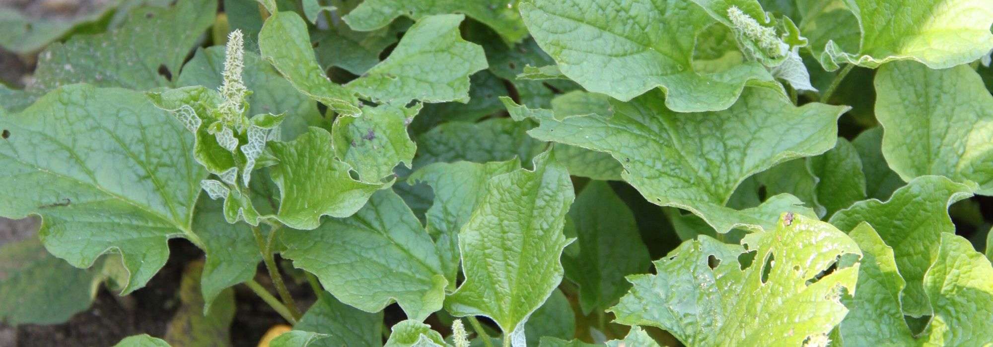 Chenopodium: plant, sow, harvest