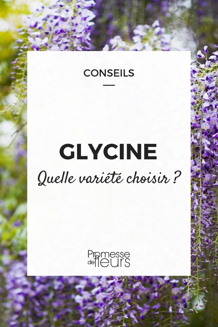 Choosing Your Wisteria Wisteria, Buying Guide