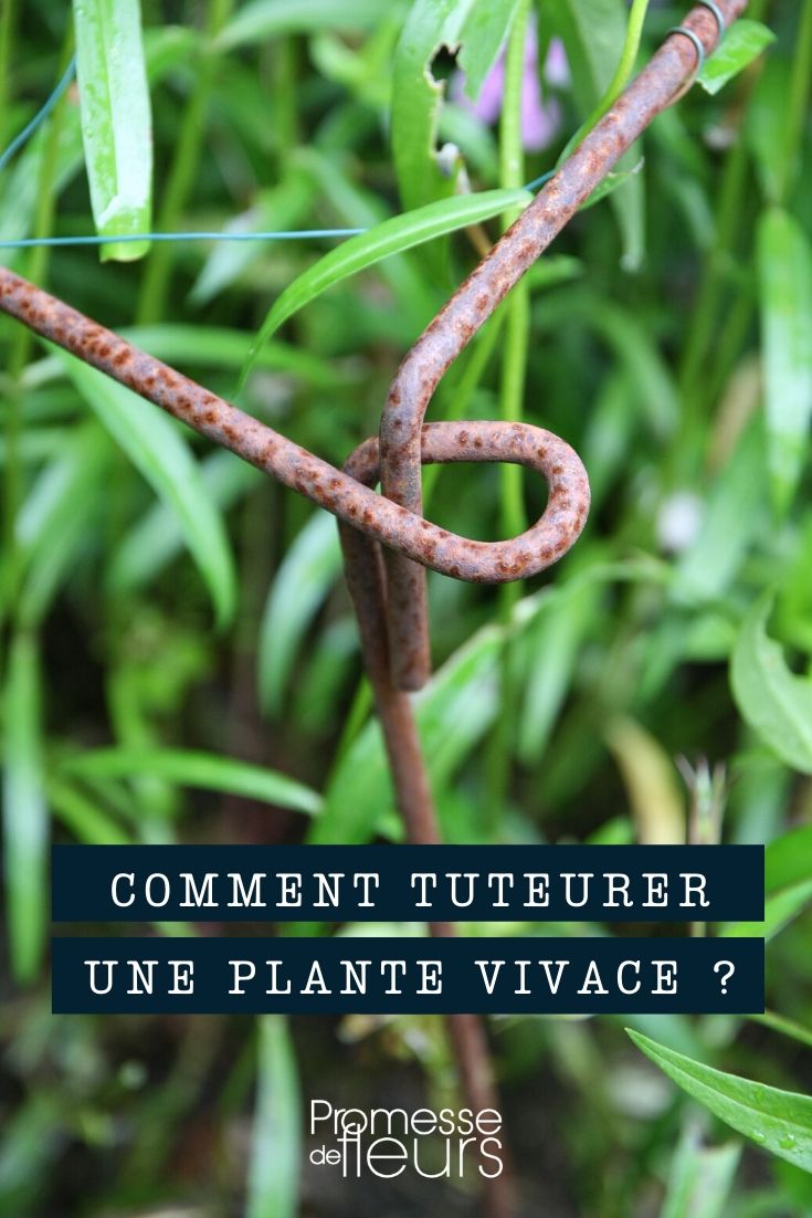 Staking Perennial Plants