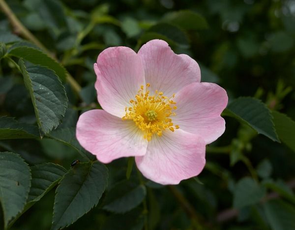 Help, my rose bush is deteriorating!