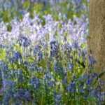 6 bulbs easy to naturalise in the garden