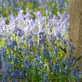 6 bulbs easy to naturalise in the garden