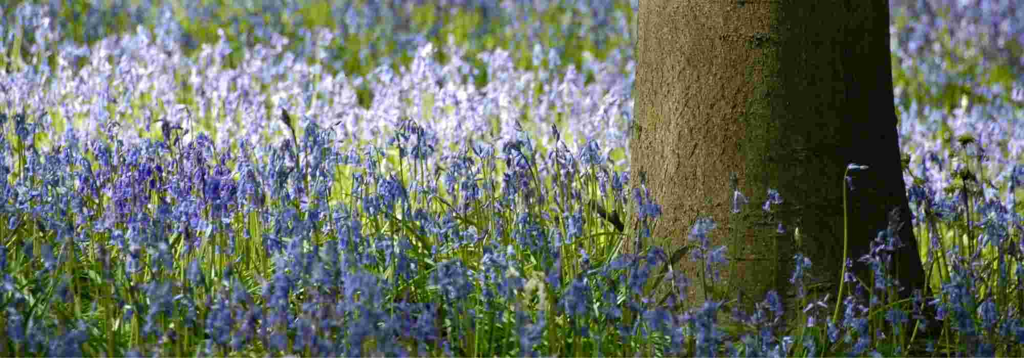 6 bulbs easy to naturalise in the garden