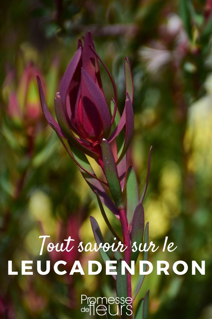 Leucadendron: Everything You Need to Know
Leucadendrons, part of the Proteaceae family, are striking evergreen shrubs native to South Africa. Known for their vibrant bracts and foliage, they are a popular choice for adding texture and colour to gardens. In this article, we'll delve into the essentials of cultivating and caring for Leucadendrons, ensuring they thrive in your garden.
### Choosing the Right Location
Leucadendrons require a sunny spot with well-drained soil. They are adapted to thrive in poor soils and their preference is for acidic conditions. Avoid areas that are prone to waterlogging as these plants do not tolerate wet feet.
### Soil Preparation
Before planting, amend the soil with organic matter to improve drainage. However, be cautious with fertilisers; Leucadendrons are sensitive to phosphorus. Opt for a low-phosphorus, slow-release fertiliser specifically designed for native plants.
### Planting
When planting Leucadendrons, ensure the root ball is level with the soil surface. Planting too deeply can lead to stem rot. Water thoroughly after planting to settle the soil around the roots and remove any air pockets.
### Watering
Initially, regular watering is crucial to establish the plant. Once established, Leucadendrons are drought-tolerant. During dry spells, occasional deep watering is beneficial to keep the plants healthy.
### Pruning
Pruning is essential not only to maintain the shape and size of your Leucadendron but also to encourage bushier growth and enhance flowering. The best time to prune is after the plant has flowered, removing any dead or old branches to promote new growth.
### Common Pests and Diseases
Leucadendrons are relatively hardy but can be susceptible to fungal diseases if conditions are too humid or wet. Ensure good air circulation around the plants and avoid overhead watering to minimise risk. Watch out for pests like aphids and scale insects, which can be controlled with eco-friendly insecticides.
### Conclusion
Leucadendrons are a stunning addition to any garden, offering year-round interest with their colourful bracts and foliage. With the right care and conditions, these robust plants can provide beauty and enjoyment for years to come. Whether you're an experienced gardener or a beginner, incorporating Leucadendrons into your garden can be a rewarding endeavour. Leucadendron: Everything You Need to Know
Leucadendrons, part of the Proteaceae family, are striking evergreen shrubs native to South Africa. These plants are highly prized in gardens for their vivid foliage and striking cone-like flowers, which make them a favourite among both casual gardeners and professional landscapers.
### Growing Conditions
Leucadendrons thrive in well-drained, acidic soil and require full sun exposure to flourish. They are suited to mild climates and can tolerate drought once established, making them ideal for xeriscaping. It's crucial to avoid waterlogged conditions as these can lead to root rot.
### Planting Tips
When planting leucadendrons, mix in some organic matter like compost to help the soil retain moisture without becoming waterlogged. Ensure the planting site is sheltered from harsh winds, which can damage the foliage.
### Care and Maintenance
Leucadendrons are relatively low maintenance. They require minimal watering and can benefit from the application of a slow-release fertilizer formulated for acid-loving plants in the spring. Pruning should be done sparingly, primarily to remove dead or damaged branches and to maintain the desired shape.
### Varieties to Consider
There are numerous varieties of leucadendron to consider, each with its own unique colour and form. Some popular choices include:
- **Leucadendron 'Safari Sunset'**: Known for its vibrant red bracts that intensify in colour during the cooler months.
- **Leucadendron 'Silvan Red'**: Features deep red bracts and a compact growth habit, making it ideal for smaller gardens.
- **Leucadendron 'Jester'**: Stands out with its multi-coloured leaves in green, yellow, and red, providing year-round interest.
### Uses in Landscaping
Leucadendrons are versatile in landscaping. They can be used as specimen plants, in mixed shrub borders, or as part of a Mediterranean-themed garden. Their striking appearance also makes them excellent choices for cut flower arrangements.
### Conclusion
Leucadendrons are a superb choice for gardeners looking to add a touch of drama and colour to their outdoor spaces. With minimal care requirements and a variety of stunning forms and colours, they can transform any garden into a vibrant display. Whether you are a novice gardener or a seasoned professional, leucadendrons are sure to impress.