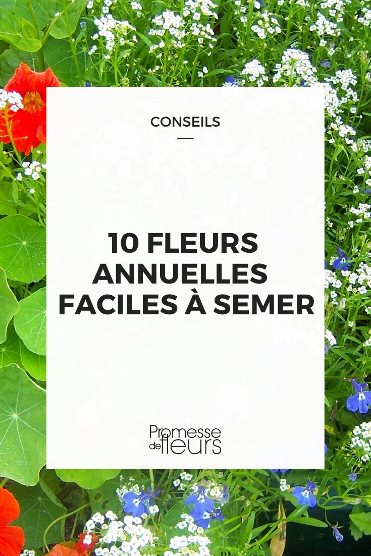 10 Easy-to-Sow Annual Flowers