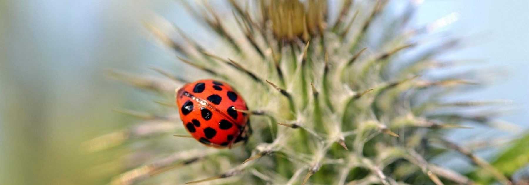 Organic pest control in the garden and vegetable patch: beneficial insects