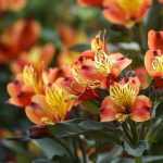 7 ideas for combining <em>Alstroemeria</em>
