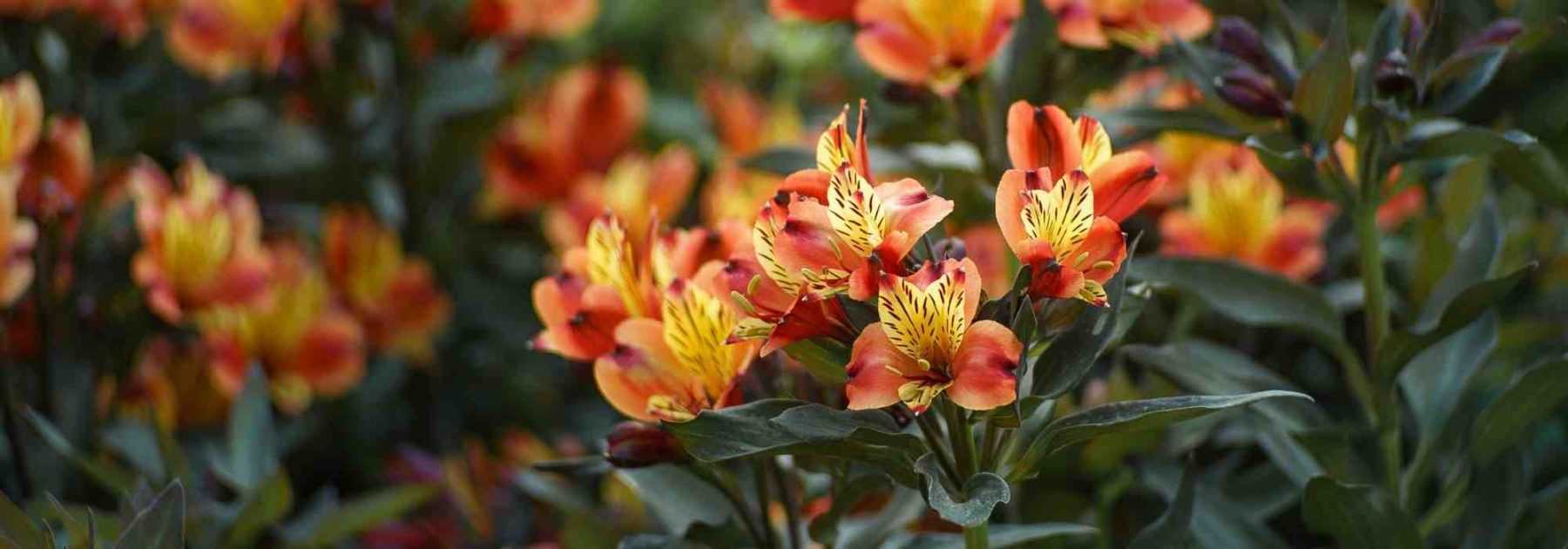 7 ideas for combining <em>Alstroemeria</em>