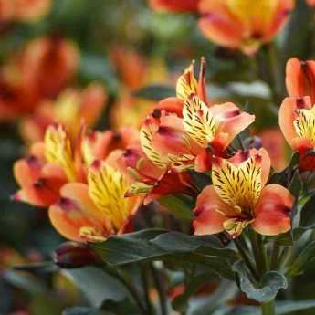7 ideas for combining <em>Alstroemeria</em>