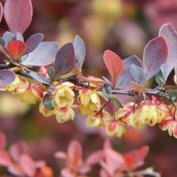 7 indestructible bushes for beginner gardeners