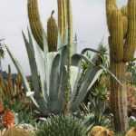 Cacti and outdoor succulents: Planting, growing, and maintaining