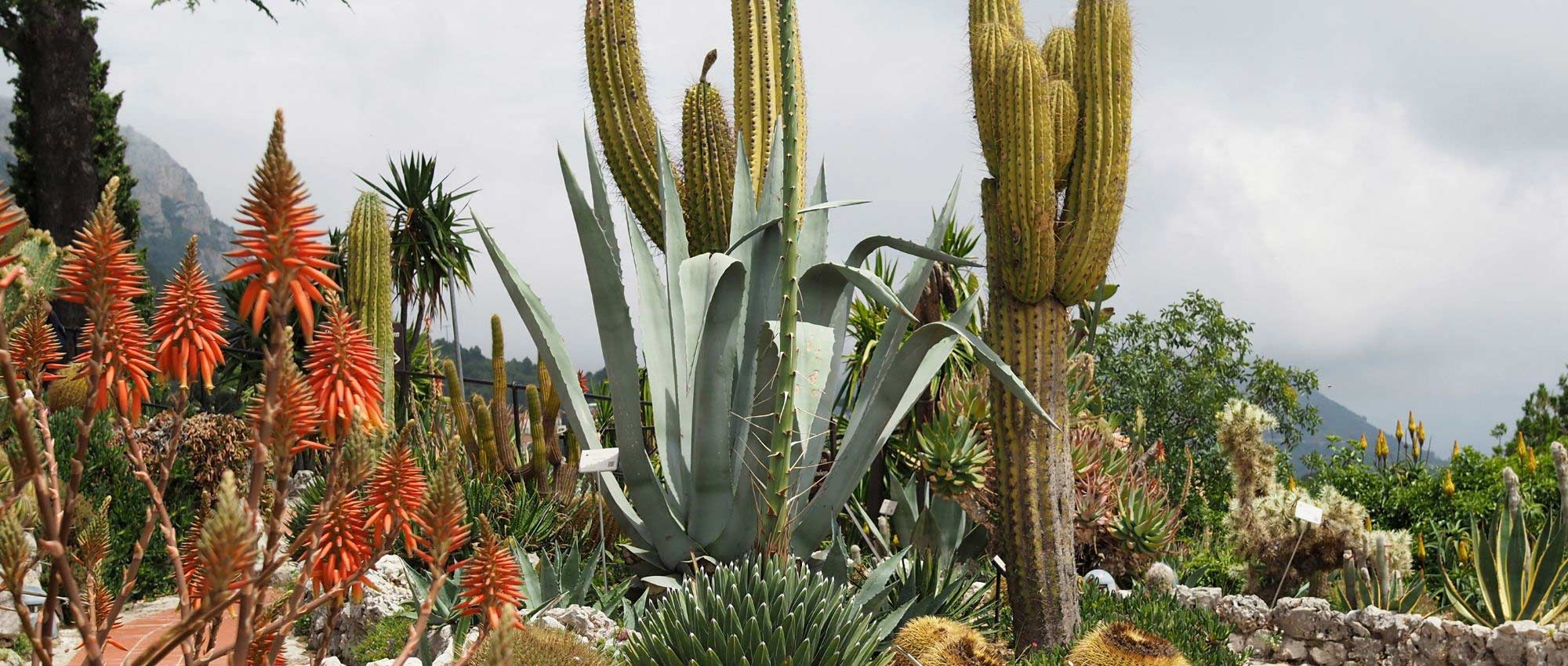 Cacti and outdoor succulents: Planting, growing, and maintaining
