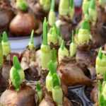 Bulb sizes: how to choose