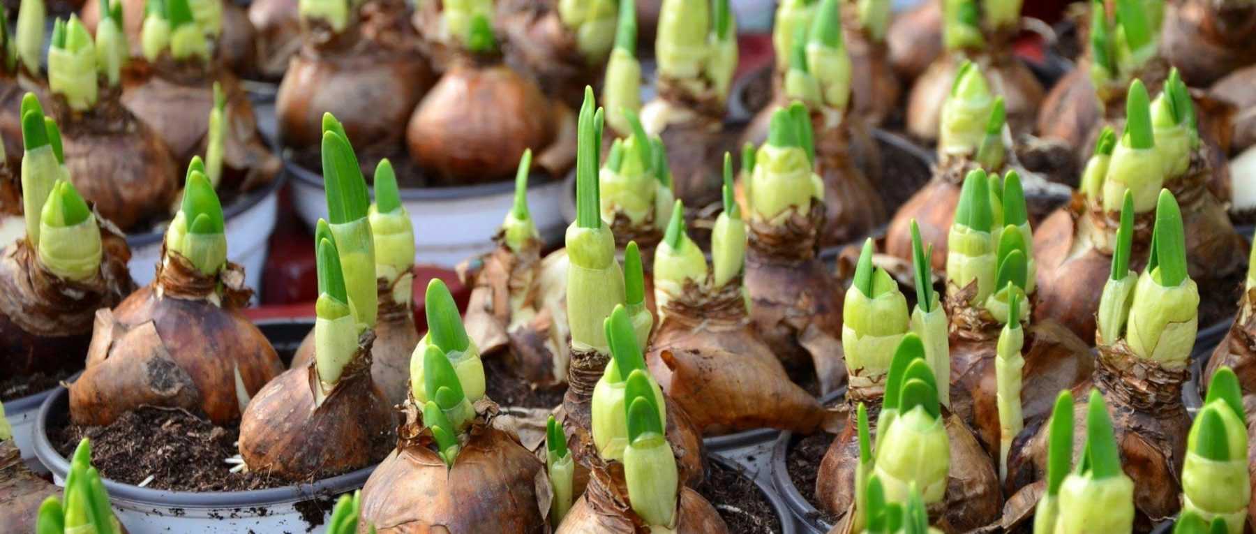 Bulb sizes: how to choose