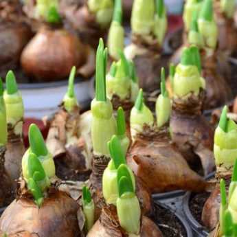 Bulb sizes: how to choose