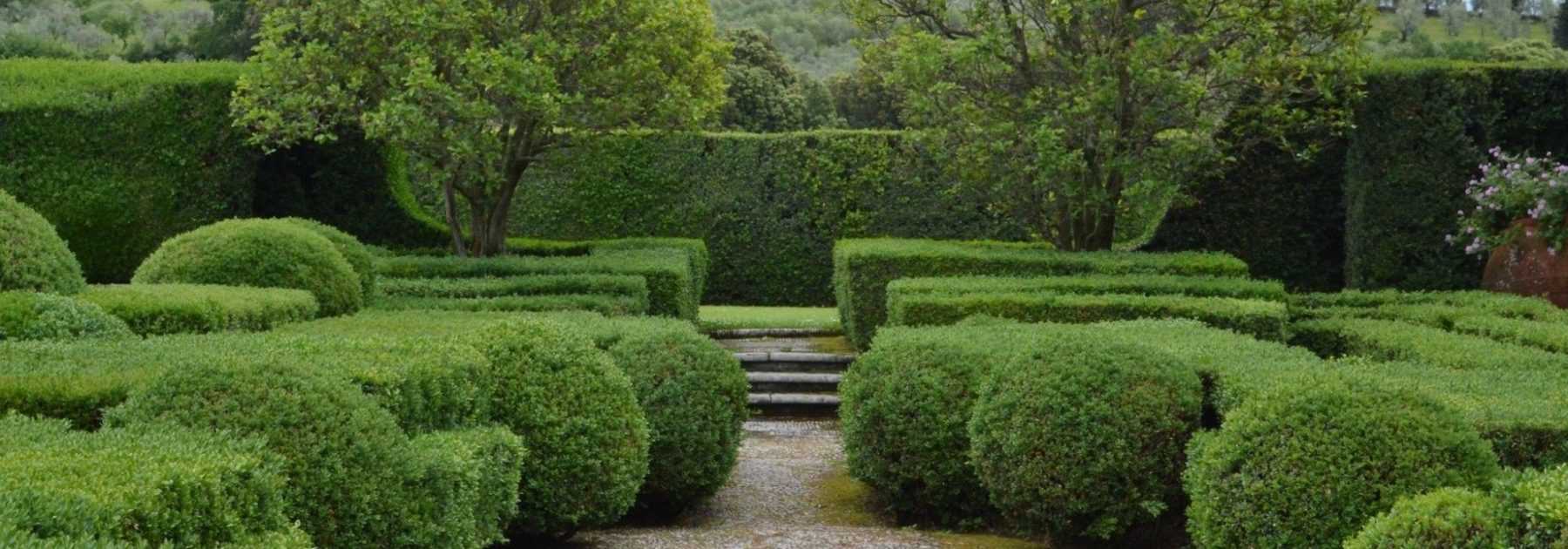 Evergreen tree and bush: what is it?
