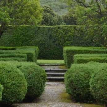 Evergreen tree and shrub: what are they?