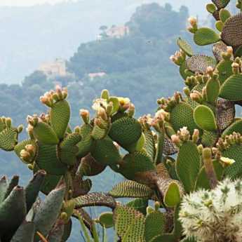How to plant cacti in the garden?