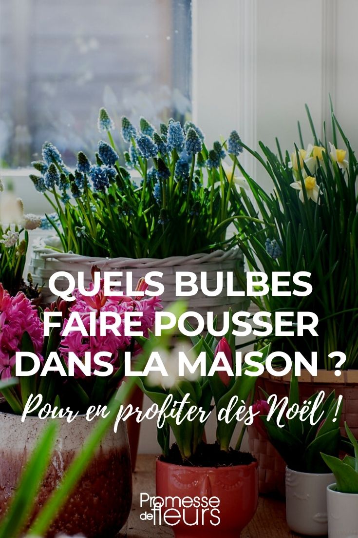 Which Bulbs to Grow Indoors?