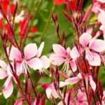 15 perennials that are easy to propagate