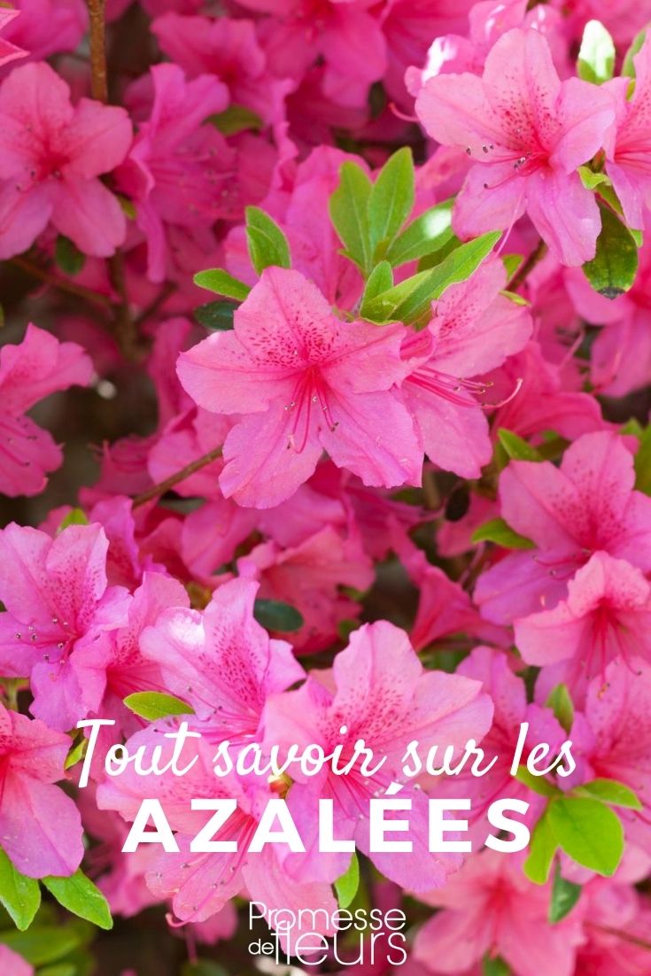 Azalea: Everything You Need to Know