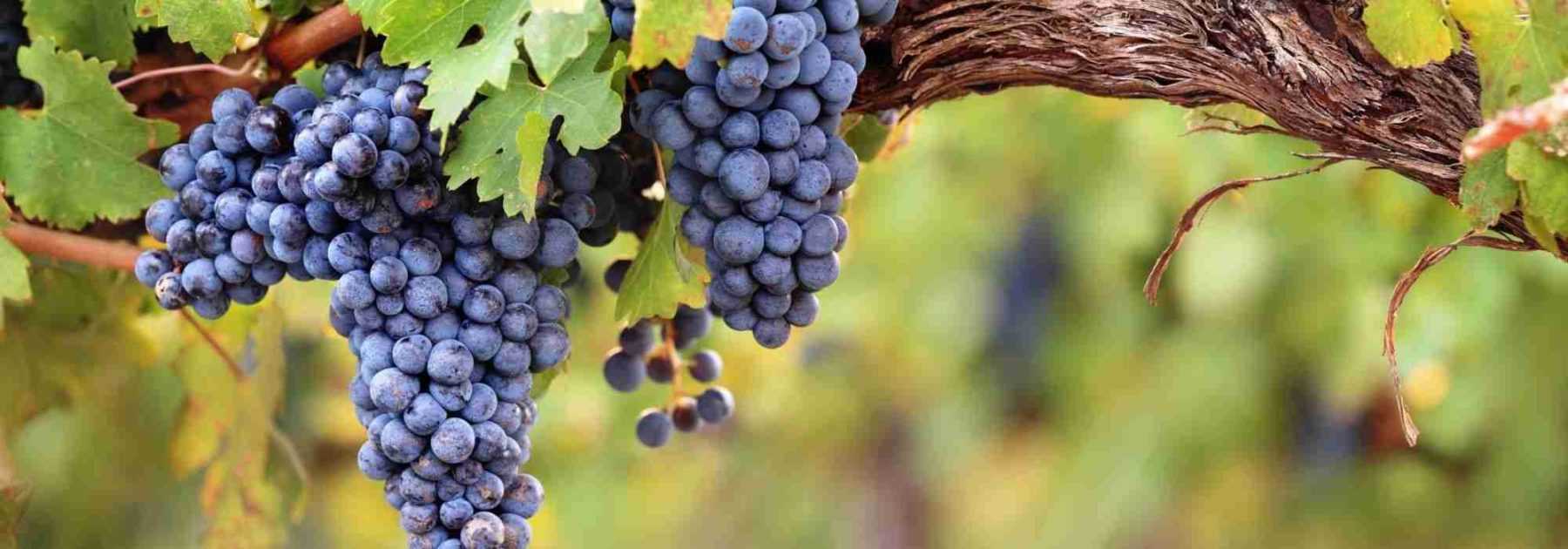 Propagation by cuttings of grapevine: how to succeed with your cuttings?